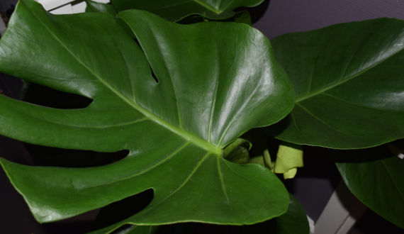 monstera green lifestyle store gatenplant monstera green lifestyle store gatenplant